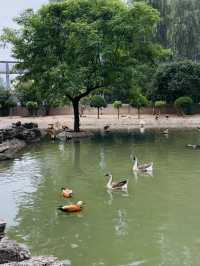 《太原》森林公園