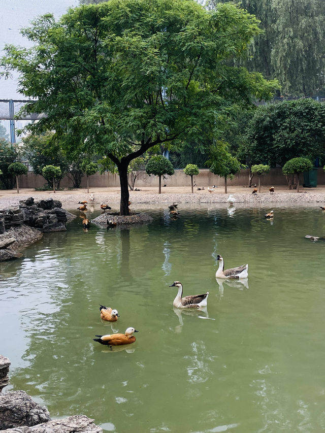 《太原》森林公園
