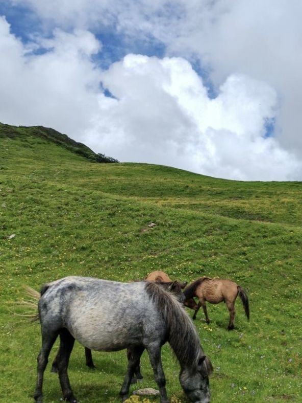 巴郎山：雲端的羌藏走廊