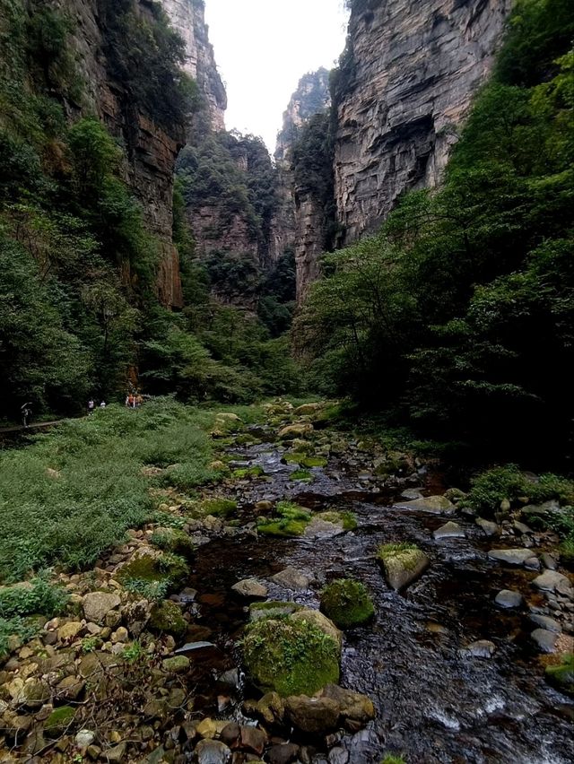 Epic Jungle Adventure: Golden Whip Valley Walk in Zhangjiajie 🌲🐒