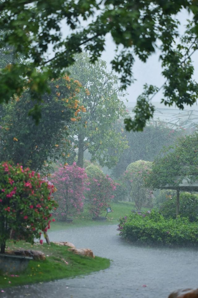 雨中漫步的絕美意境有人困在雨裡，有人雨中賞雨
