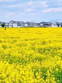 七彩花海在雲端！昆明福保村假裝在新西蘭