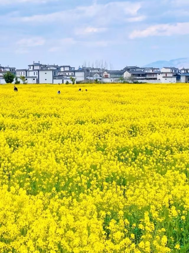 七彩花海在雲端！昆明福保村假裝在新西蘭