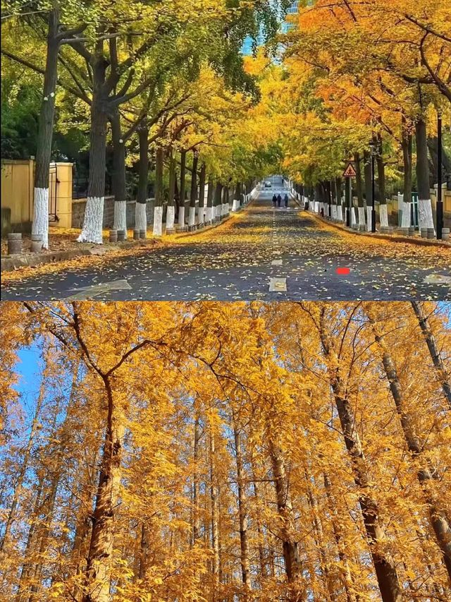 青島遛娃｜一定不能錯過的大賞秋地