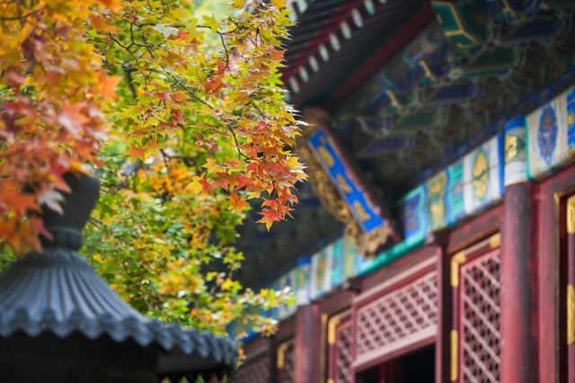 北京香山紅葉進度20% 北京香山紅葉進度20%