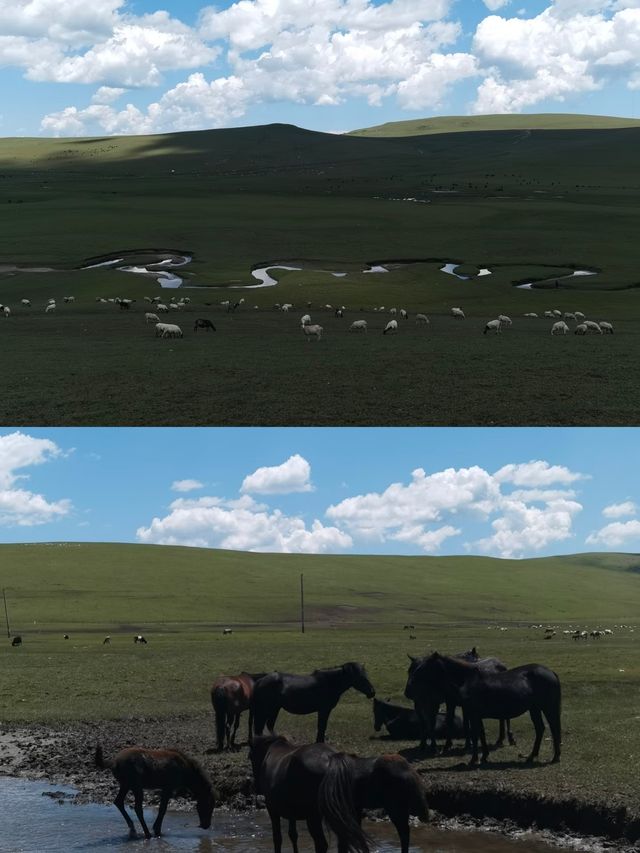 探秘甘肅省隴南狼渡濕地草原,自然之美令人陶醉! 探秘甘肅省隴南狼渡濕地草原,自然之美令人陶醉!