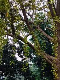 10.26live圖看點不一樣的梅園