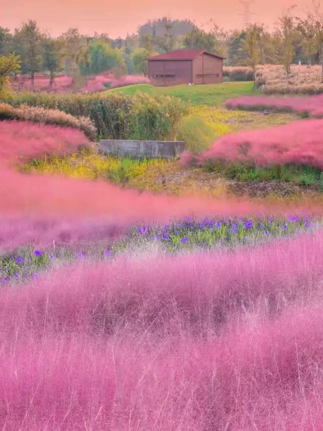 Hurry up! Best Viewing Period for Muhly Grass at Shanghai Binjiang Forest Park