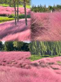 上海秋日限定🩷粉黛草花海