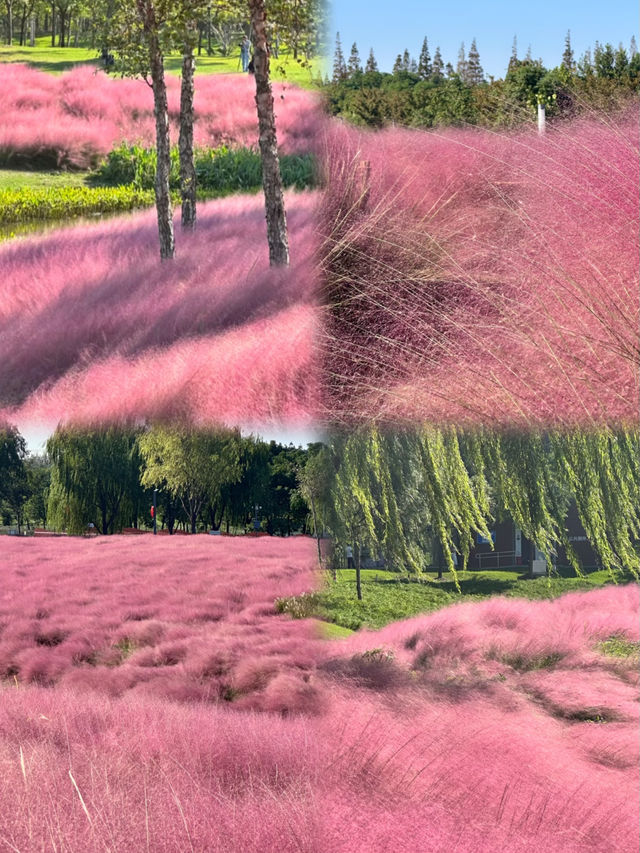 上海秋日限定🩷粉黛草花海 上海秋日限定🩷粉黛草花海