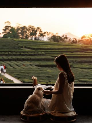 春日來信 | 躲進萬畝茶田裡的治癒小屋