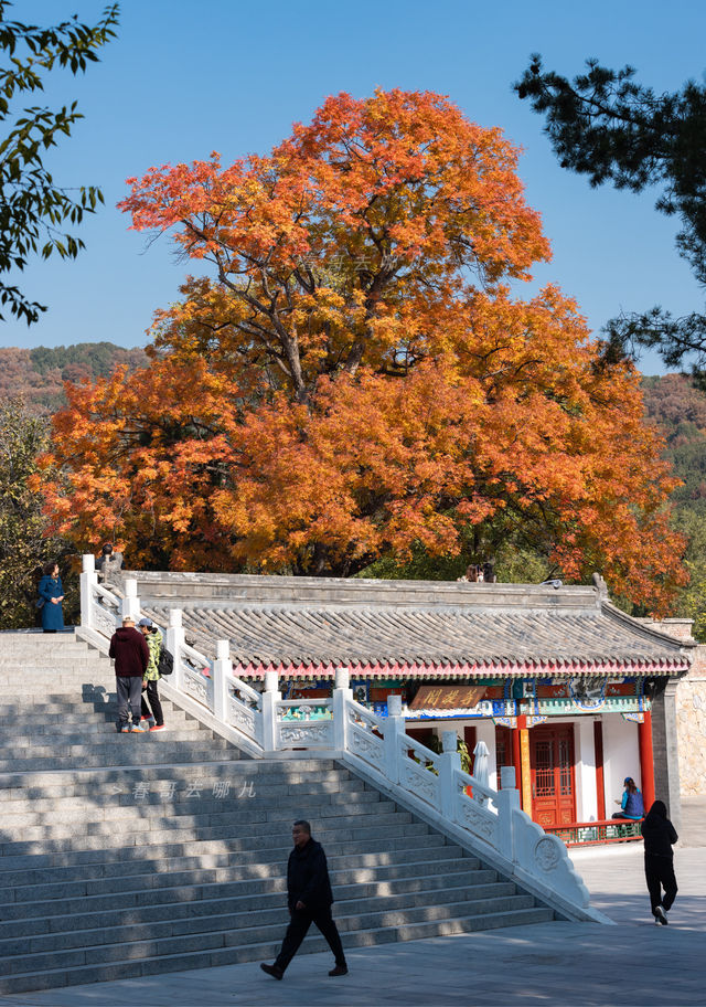 八大處這棵古黃連木，堪稱北京紅葉天花板