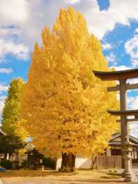 關西5日遊保姆攻略，玩轉三城不踩雷！