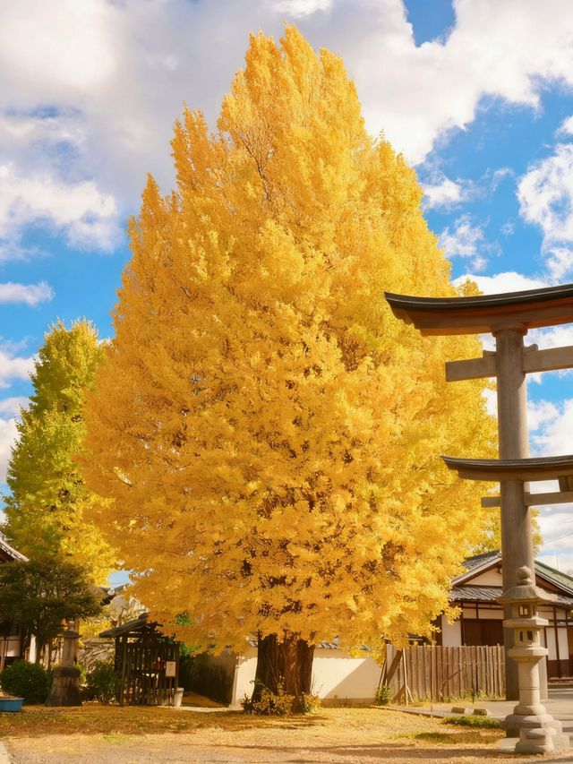 關西5日遊保姆攻略，玩轉三城不踩雷！