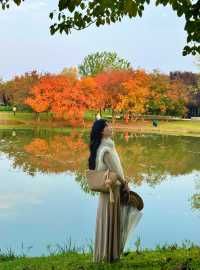 西安小眾賞秋秘境浐灞濕地公園銀杏打卡攻略