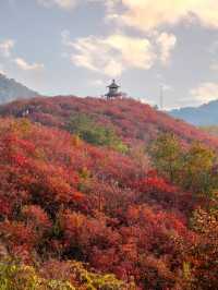 鄭州周邊秋日私藏線!賞千年銀杏,看紅葉漫山