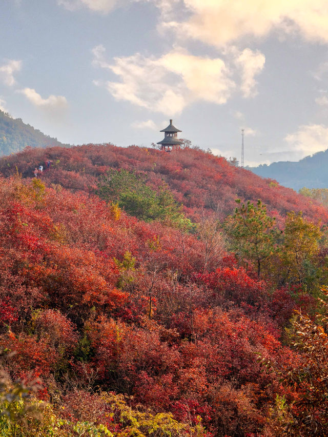 鄭州周邊秋日私藏線!賞千年銀杏,看紅葉漫山 鄭州周邊秋日私藏線!賞千年銀杏,看紅葉漫山