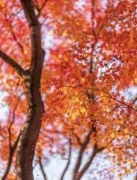 帶父母崂山賞秋輕鬆攻略：慢品山海秋韻