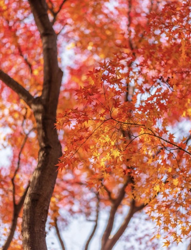 帶父母崂山賞秋輕鬆攻略：慢品山海秋韻