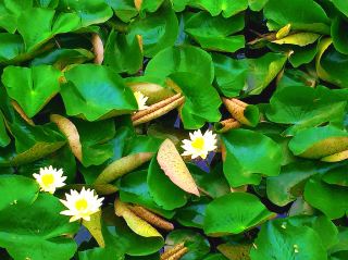 【開原植物園藏著東北最豪的5000萬園林】