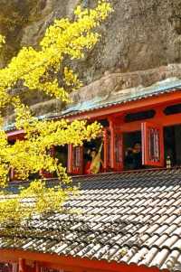 懸空寺金毯秘徑，千年銀杏正黃時！大慈巖銀杏節最全遊玩指南