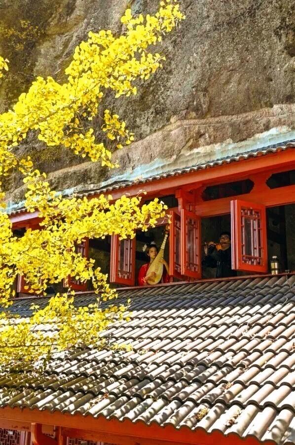 懸空寺金毯秘徑，千年銀杏正黃時！大慈巖銀杏節最全遊玩指南