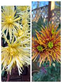 會澤的秋，打翻了的調色盤