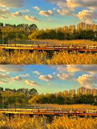 秋日童話裡的免費蘆葦棧道