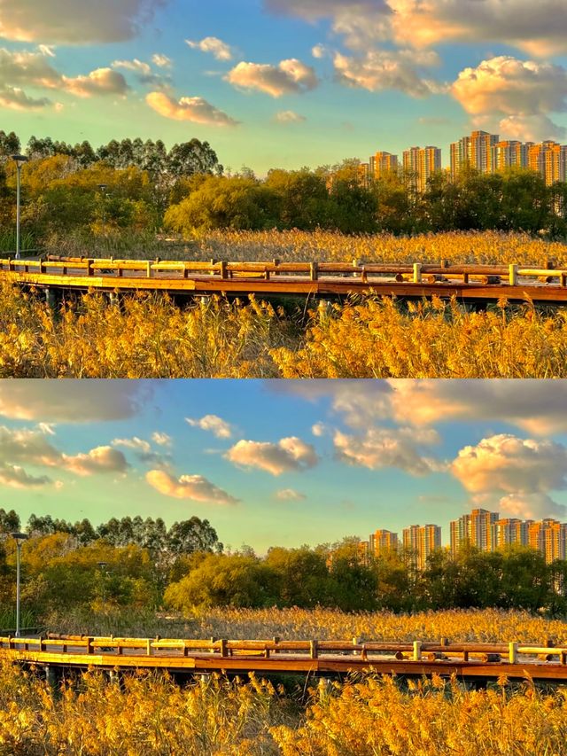 秋日童話裡的免費蘆葦棧道