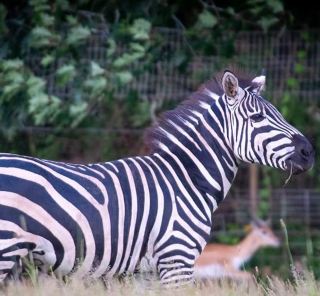 Exclusive Animal Interaction Experience: Wild and Wonderful Encounters in the Museum