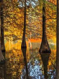 這不是燕雀湖這簡直是大自然的油畫