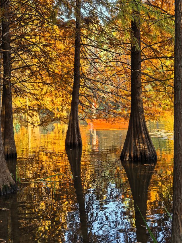 這不是燕雀湖這簡直是大自然的油畫