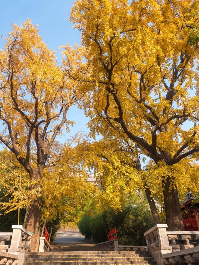 從來銀杏不負秋,原來銀杏最懂秋… 從來銀杏不負秋,原來銀杏最懂秋…