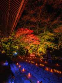 爆美！！！奈良室生寺紅葉燈光展·小眾秘境打卡指南