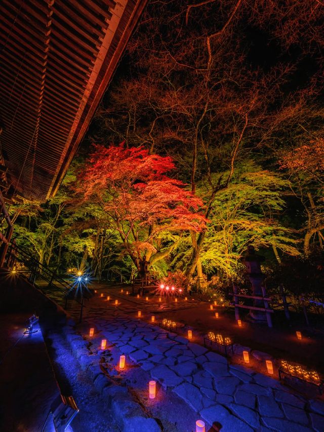 爆美！！！奈良室生寺紅葉燈光展·小眾秘境打卡指南