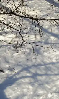 去了沒有雪松的樺皮嶺,想看你們拍的雪松