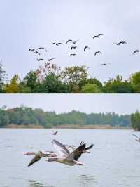 常熟尚湖秋日攻略水上森林+大雁伴飛+萌寵互動超治癒