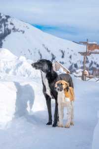 冰雪覆蓋的村落