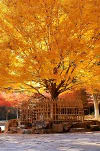 長沙賞秋絕佳地!愛晚亭楓葉簡直美到窒息