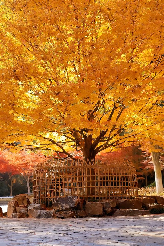 長沙賞秋絕佳地!愛晚亭楓葉簡直美到窒息 長沙賞秋絕佳地!愛晚亭楓葉簡直美到窒息