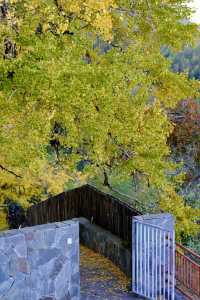 最美銀杏古村拍大片