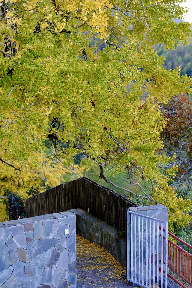 最美銀杏古村拍大片 最美銀杏古村拍大片