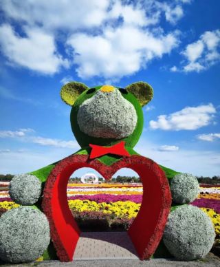 金秋限定の江蘇省鶴郷菊海はまるで仙境、美しさを体験しに来てください！