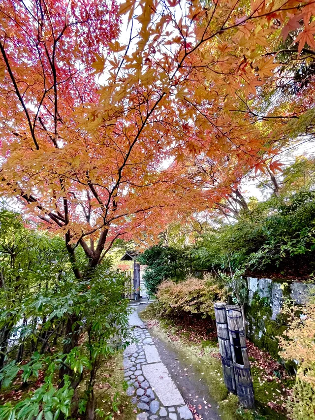 名古屋紅葉—白鳥庭園 名古屋紅葉—白鳥庭園