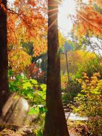 秋日魔都光影秘境