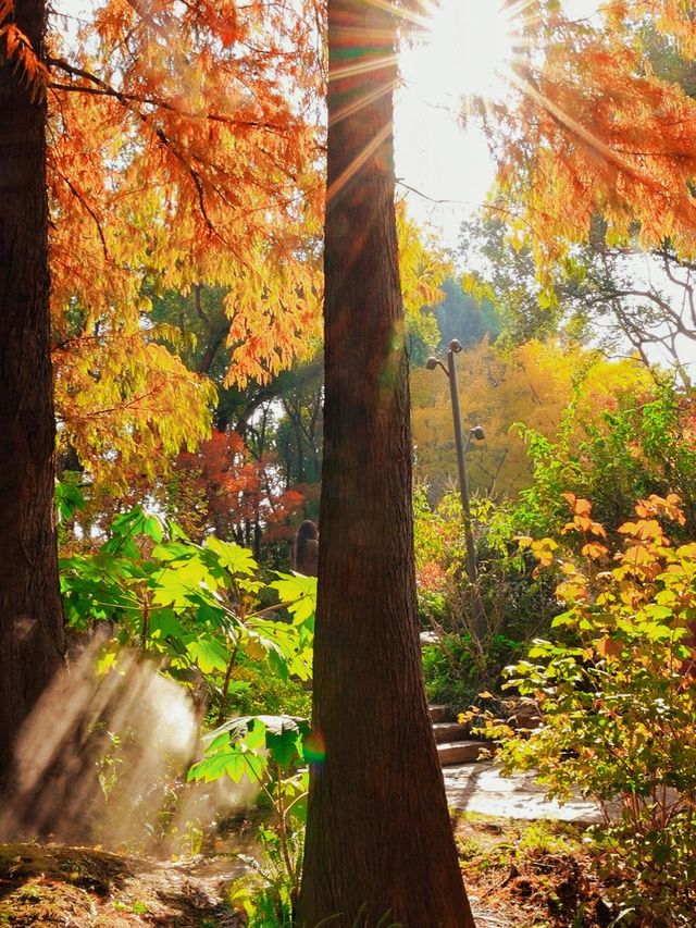 秋日魔都光影秘境