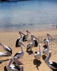 菲利普島攻略|沒有小火車的企鵝島更chill!一日遊