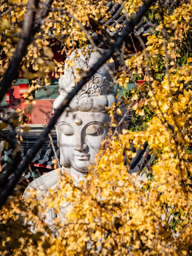 南京秋日毗盧寺的銀杏與佛光 南京秋日毗盧寺的銀杏與佛光