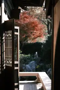 🪾千年銀杏，恰逢濮院橙黃橘綠時