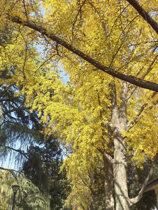 #南京5天#休閒之旅 上篇 #南京5天#休閒之旅 上篇